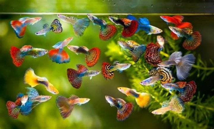Are guppies and mosquito fish the same thing