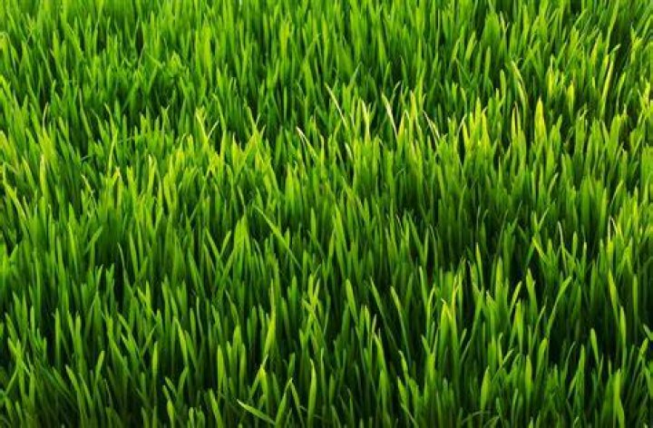 How do you know if grass seed is good