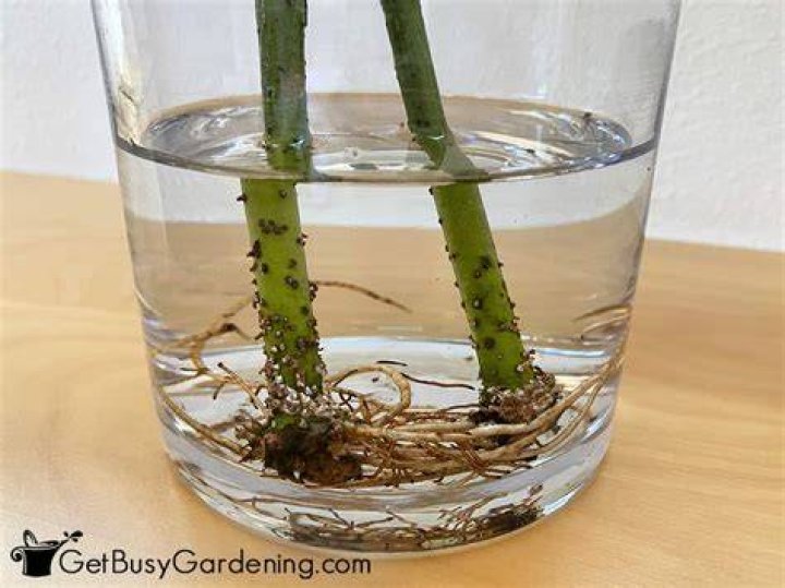 How do you propagate stick plants