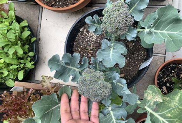 How far apart should I plant broccoli