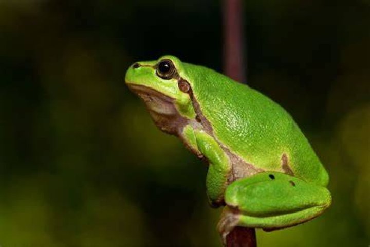 Is a frog good luck