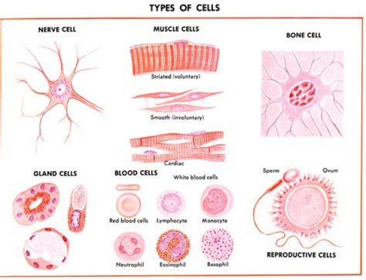 What are cells and tissues