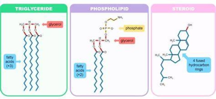 What do Glycerophospholipids do