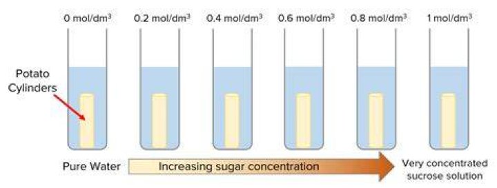 What happens when a potato is placed in sugar solution?