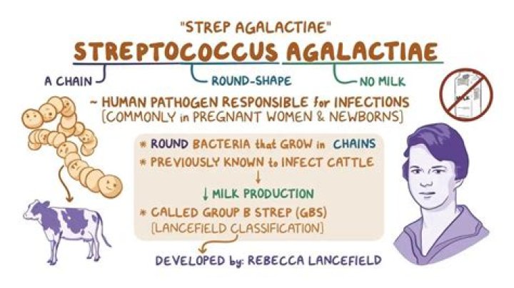 What is Streptococcus agalactiae in urine