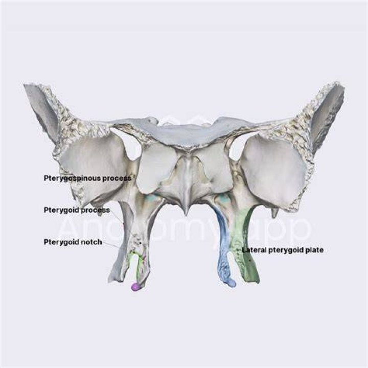 Where is the Pterygoid process