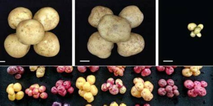 Why do potatoes have so many genes?